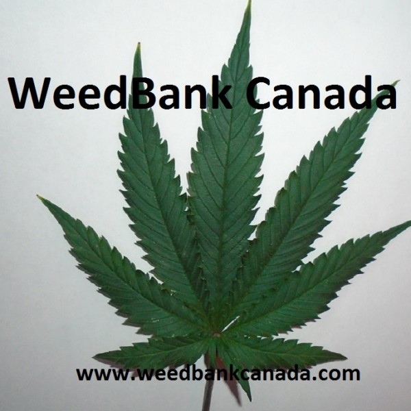 Weed Bank Canada