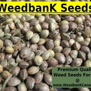 Weed Bank Seeds For Sale